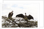 Vultures by Anonymous