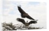 Vultures by Anonymous