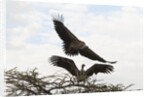 Vultures by Anonymous