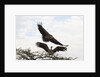Vultures by Anonymous