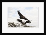 Vultures by Anonymous