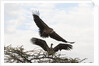 Vultures by Anonymous