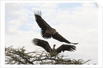 Vultures by Anonymous