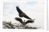 Vultures by Anonymous