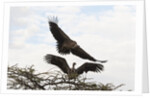 Vultures by Anonymous