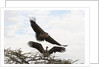 Vultures by Anonymous
