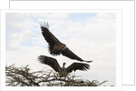 Vultures by Anonymous