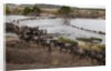 Wildebeest crossing the river Mara by Anonymous