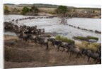 Wildebeest crossing the river Mara by Anonymous