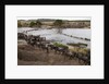 Wildebeest crossing the river Mara by Anonymous