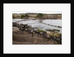 Wildebeest crossing the river Mara by Anonymous