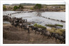 Wildebeest crossing the river Mara by Anonymous
