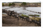 Wildebeest crossing the river Mara by Anonymous