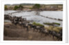 Wildebeest crossing the river Mara by Anonymous
