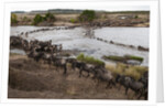 Wildebeest crossing the river Mara by Anonymous