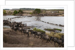 Wildebeest crossing the river Mara by Anonymous