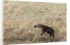Spotted hyaena cub by Anonymous