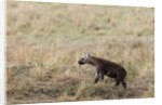 Spotted hyaena cub by Anonymous