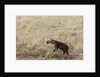 Spotted hyaena cub by Anonymous
