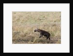 Spotted hyaena cub by Anonymous
