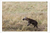 Spotted hyaena cub by Anonymous
