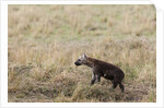 Spotted hyaena cub by Anonymous