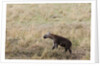 Spotted hyaena cub by Anonymous