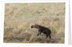 Spotted hyaena cub by Anonymous