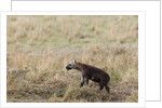 Spotted hyaena cub by Anonymous