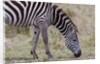 Plains zebra by Anonymous