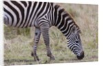 Plains zebra by Anonymous