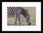 Plains zebra by Anonymous