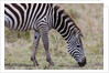 Plains zebra by Anonymous