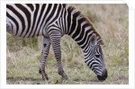 Plains zebra by Anonymous