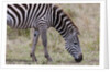 Plains zebra by Anonymous