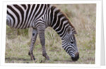 Plains zebra by Anonymous