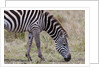Plains zebra by Anonymous