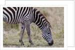 Plains zebra by Anonymous