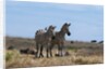 Plains zebras by Anonymous