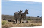 Plains zebras by Anonymous