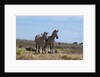 Plains zebras by Anonymous