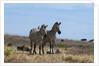 Plains zebras by Anonymous