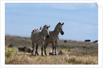 Plains zebras by Anonymous