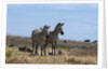 Plains zebras by Anonymous