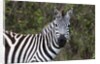 Plains zebra by Anonymous