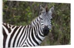 Plains zebra by Anonymous