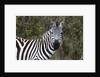 Plains zebra by Anonymous