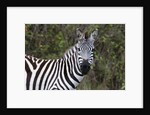 Plains zebra by Anonymous