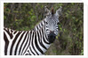 Plains zebra by Anonymous