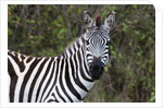 Plains zebra by Anonymous